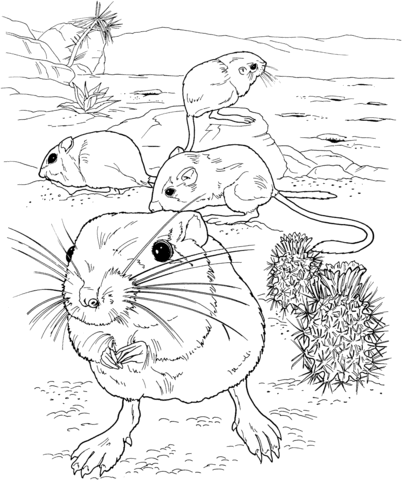 Giant Kangaroo Rats Coloring Page